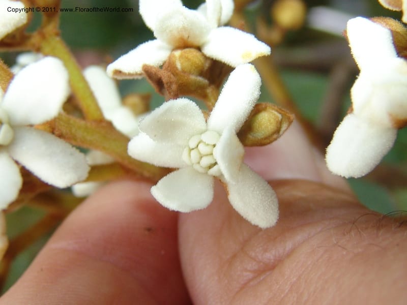 Nectandra, Vasquez31455--Peru. Prov. Oxa. Parq. Nac. Yanachaga Chemillen. 12 Oct 06. 072.jpg