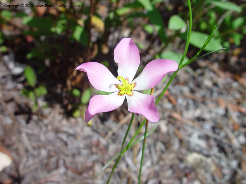 Sabatia stellaris--FL. Fairchild Tropical Gard. 7 Apr 03. 248.jpg