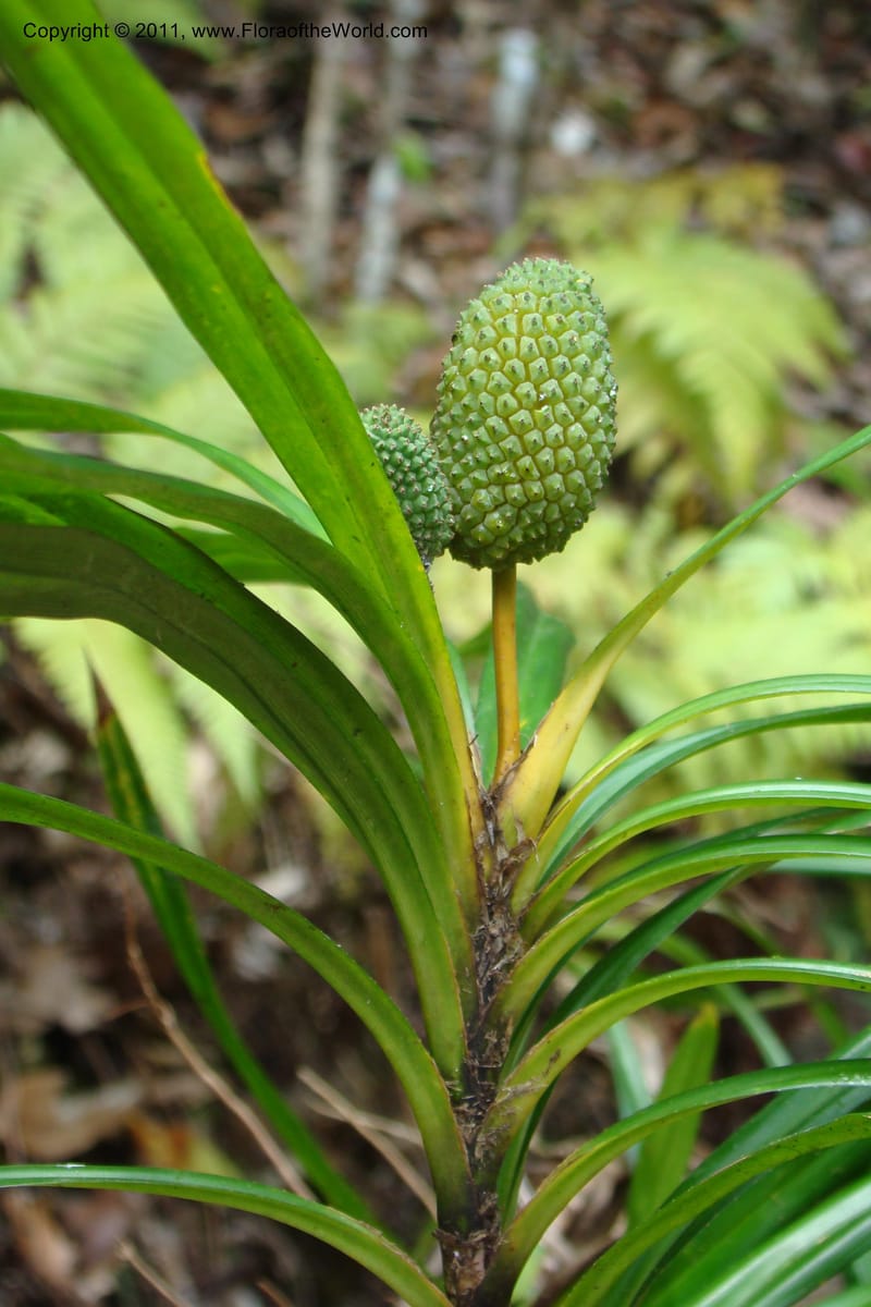 Freycinetia, M. Callmander 774--New Caledonia. Upper Tene River Valley. 19 Jan 2010. 377 (157).jpg