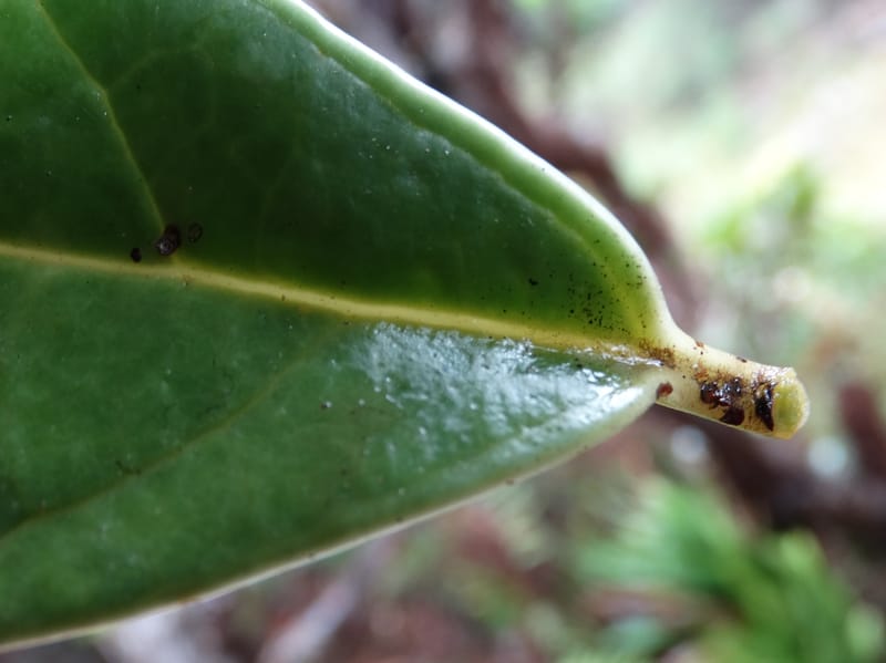 Oxera crassifolia, Munzinger, J 7429--New Caledonia. Mont Humboldt. 14 Nov 2015. DSC02401 (277).JPG