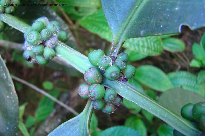 Canthium, Rogers 1214--Madagascar. Prov. Fianarantsoa. Ifanadiana. 12 Jan 09. 112 (5).jpg