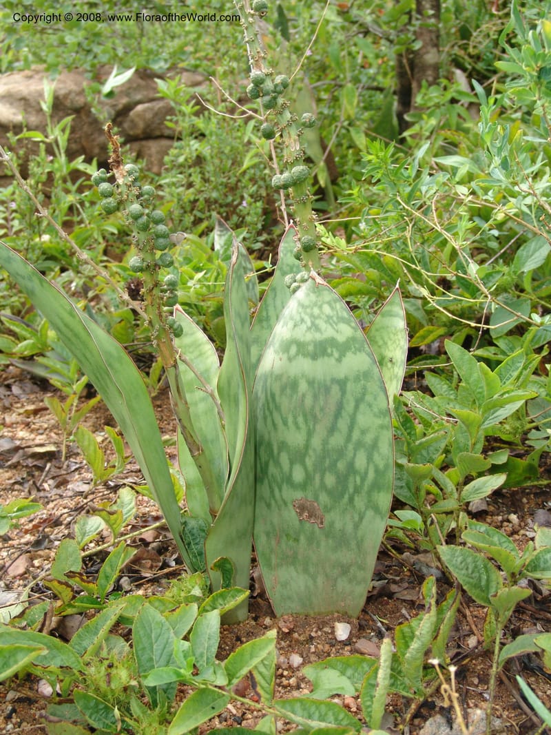 Sansevieria hyacinthoides--So. Africa. Lowveld Nat. Bot. Gard. 14 Mch 05. 084.jpg