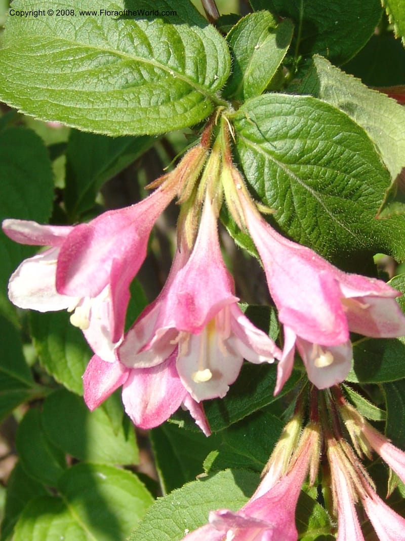 Weigela praecox--France. Nancy. Jard. Bot. Montet. 1 May 05. 080.jpg