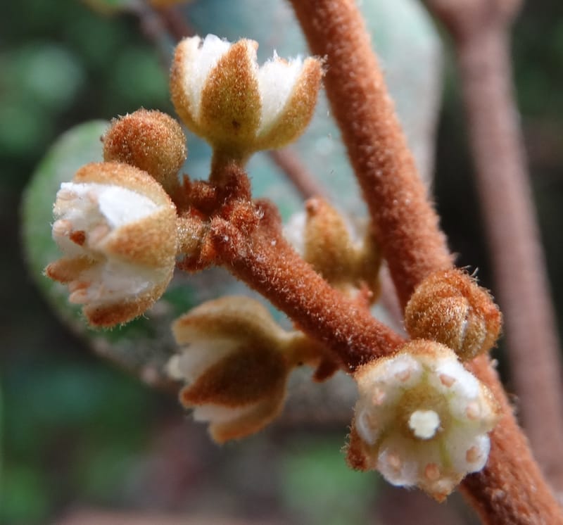 Storthocalyx sordidus, Callmander, M 1230--New Caledonia. Haute Robinson. 11 Nov. 2015. DSC00909 (97).JPG