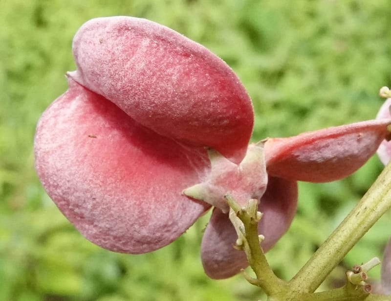 Aporrhiza, C. Davidson 13912--Gabon. M de C. Road past the cabins. 29 Oct 2018DSC09794 (114).JPG