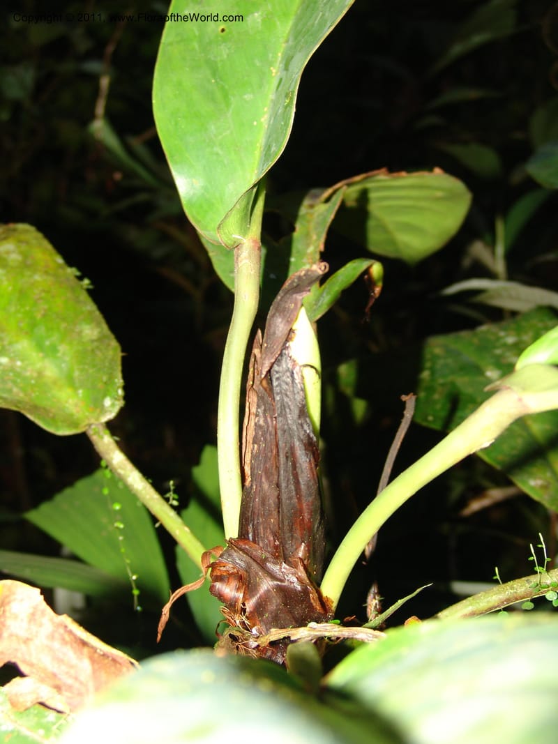 Philodendron, RVasquez31562--Peru. Prov. Oxa. Estac. Paujil. Send. El Mirador. 16 Oct 06. 513.jpg