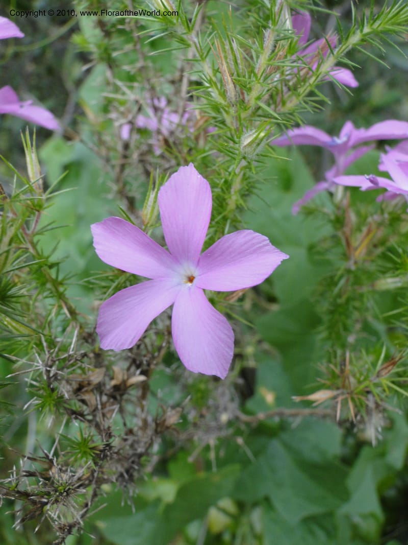 Leptodactylon californicum, C. Davidson 11731--California. Santa Barbara Co. 4 April 2010 250 (6).jpg