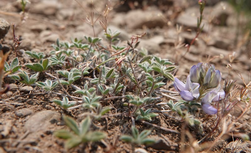 Lupinus lepidus var. lobbii, Davidson 14202--OR. Harney Co. Steens Mtn. July 2021. DSC09986 (540).JPG
