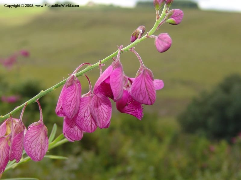 Polygala virgata--So.Africa. KZN. Midl. Meand. Granny Mouse. 13 Mch 05. 027.jpg