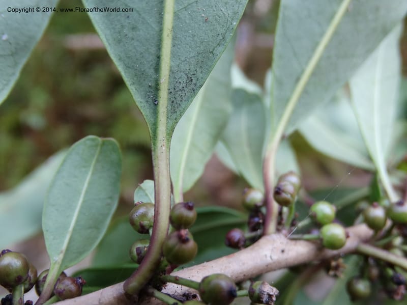 Rapanea melanophloeos, Davidson, C 12288--South Africa. Western Cape. Karatara River. 21 Jan 2014. DSC00950 (232).JPG