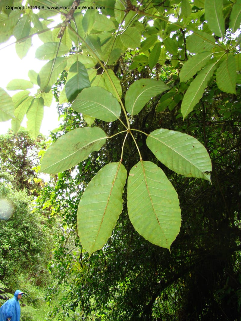 Schefflera stolzii, RGereau7021--Tanz. Mbeya Rural Distr. Ngozi Crater. 26 Jan 08. 194.jpg