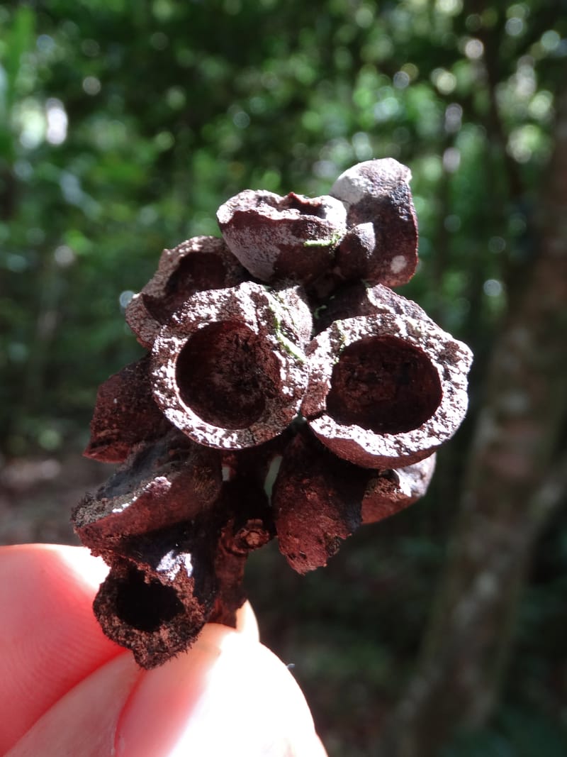 Alectryon hirsutus, Munzinger, J 7422--New Caledonia. Foret du Koghi. 13 Nov 2015. DSC02196 (67).JPG