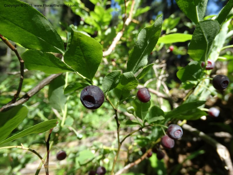 Vaccinium membranaceum, Davidson, C 12607--Idaho. Valley Co. Payette Lake. Sylvan Cr. 20 Jul 2014. DSC00669 (7).JPG