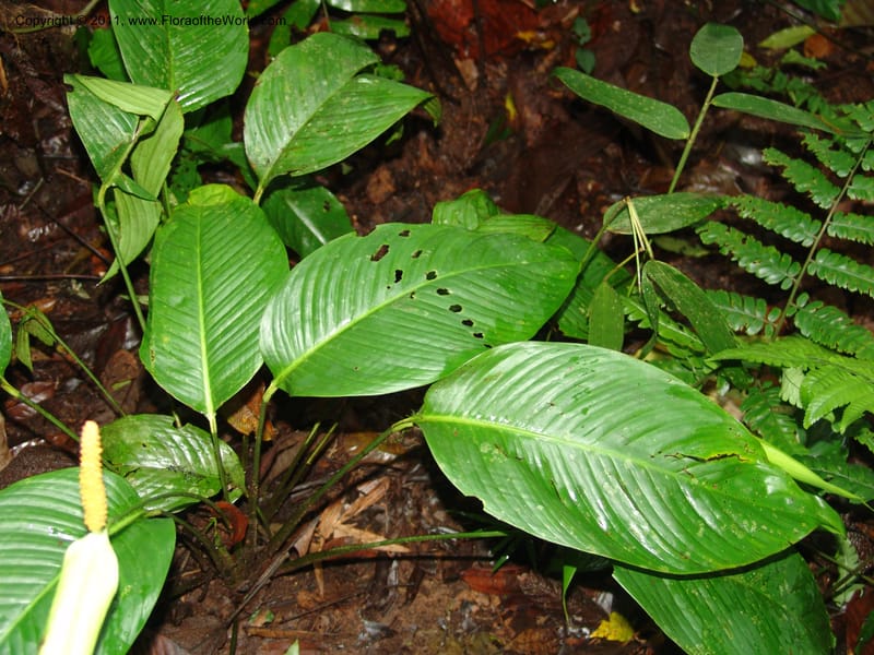 Spathiphyllum, RVasquez31588--Peru. Prov.  Oxa. Estac. Paujil. Camino  Pozo Tigre. 17 Oct 06. 372.jpg