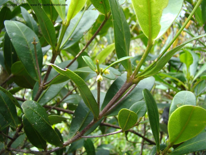 Medicosma,  Munzinger, J 4812--New Caledonia, Prov du Nord, Plateau de Poro, 16 Nov 2007, 011 (1).jpg