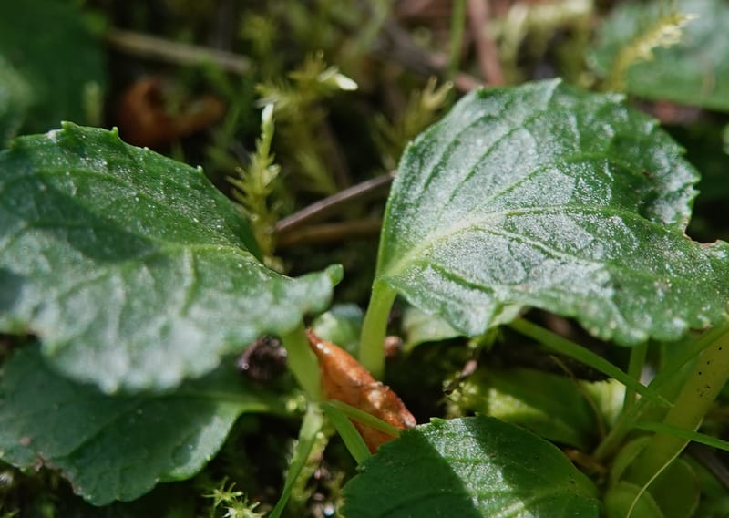 Moneses uniflora, C. Davidson 14039--ID. Valley Co. Sylvan Cr. Payette Lake. 31 July 2019. DSC01112 (15).JPG
