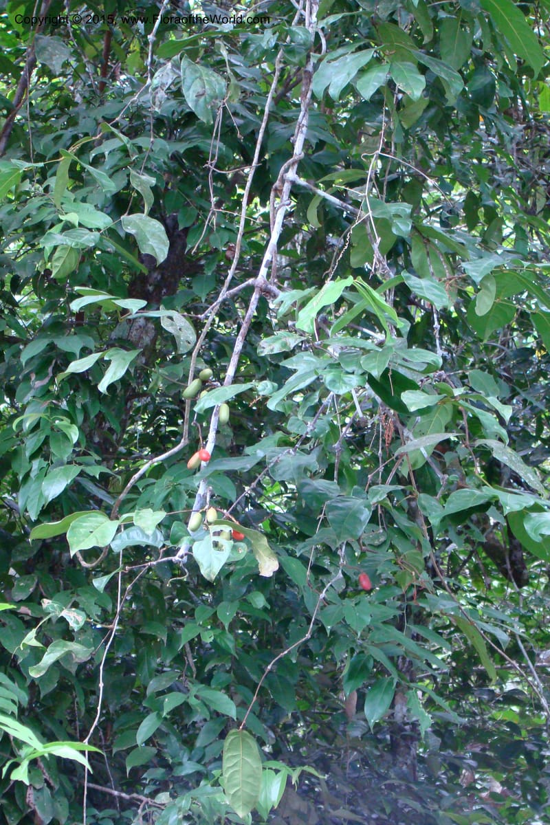 Gnetum nodiflorum, R. Vasquez 34649--Peru. Loreto. Dist. Nauta. Pac. Samiria. Rio Yanayacu. 7 Nov 08. 415.jpg