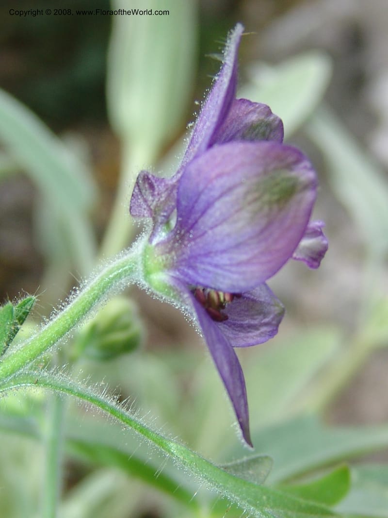 Delphinium staphisagria--Crete. Ep. Kisamos. Sirikari Gorge. 25 May 05. 215.jpg