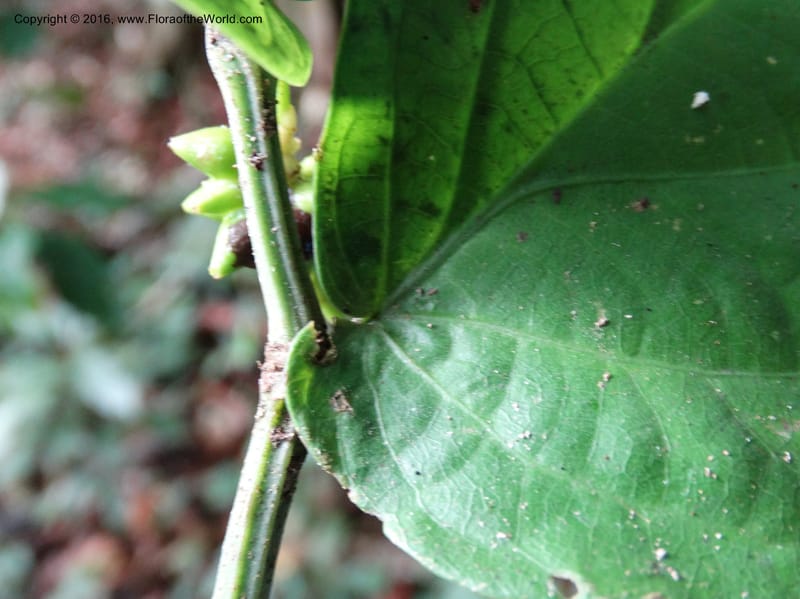 Piper, Davidson, C 12747--Sabah. Sg. Nelumad. 12 Oct 2014. DSC04383 (108).JPG