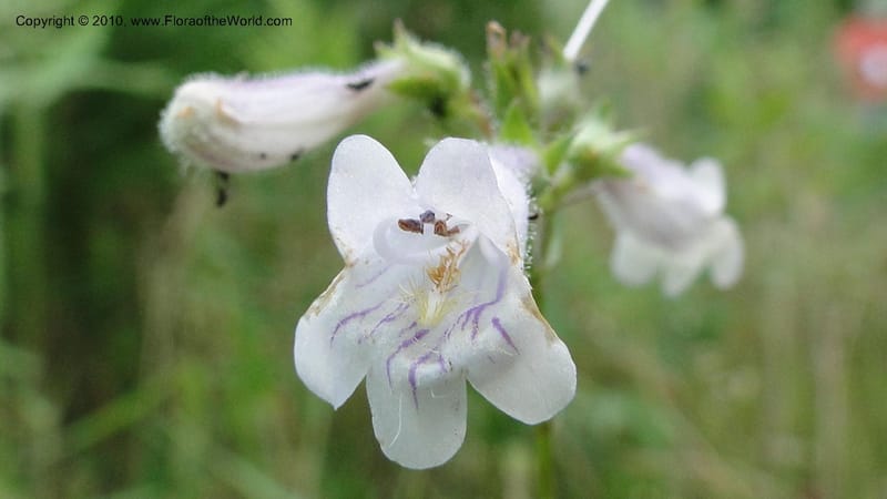 Penstemon laevigatus, Mori 27407--North Carolina. Pender Co. Hwy 117. Burgaw. 21 May 2010. 180 (23).jpg
