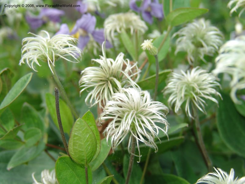 Clematis integrifolia--MD. Brookside Gardens, Wheaton. 30 Jun 07. 060.jpg