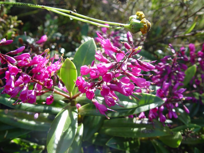Hebe macrocarpa, 94.1030--CA. UC Berkeley Bot. Gdn. 19 Sep 03. 073.jpg