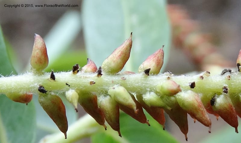Salix, Boufford, D 43733--China. Sichuan. XinZhaZi Gou. 14 May 2014. DSC06426 (124).JPG