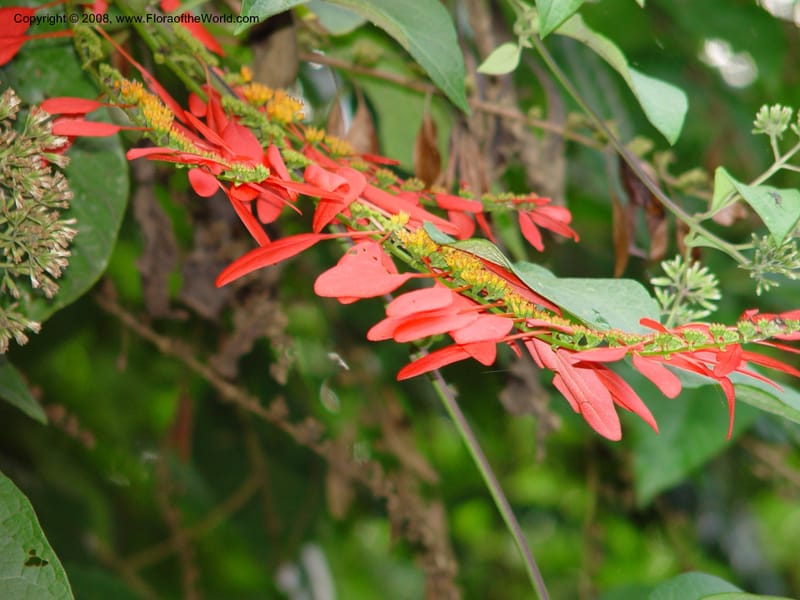 Warszewiczia coccinea--Costa Rica. Limon. La Quinta Inn. 1 Mch 02. 003.jpg