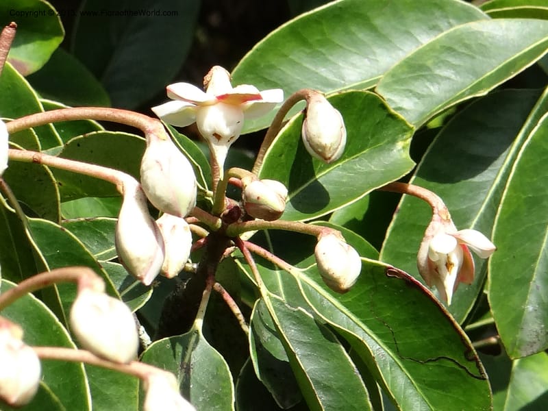 Anneslea fragrans, VC 5499--Thailand. Chiang Mai. Doi Inthanon Nat. Park. 8 Nov 2012. DSC07747 (156).JPG