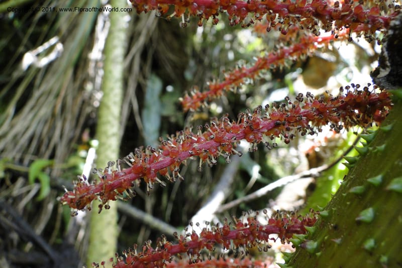 Gunnera brephogea, Ulloa 2180--Ecuador. Pichincha. Reserva Yanacocha. 11 Jun 2011. 311 (29).jpg