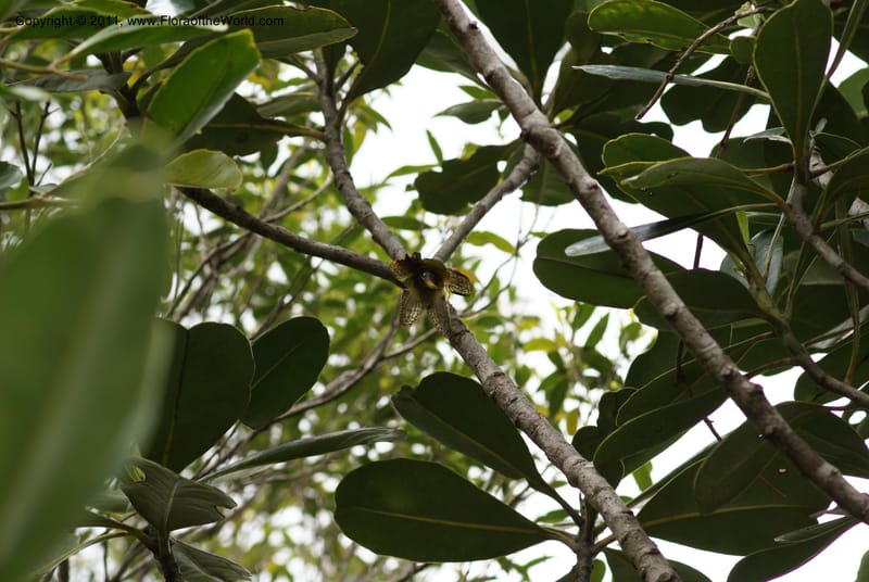 Strasburgeria robusta, Munzinger, J 4877--New Caledonia,  Dzumac, 20 Nov 2007, 28 (38).JPG