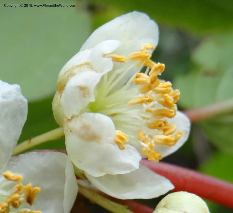 Actinidia, Boufford, D 43714--China. Sichuan. GanYangGou Rd. Km marker 7. 13 May 2014. DSC05676 (84).JPG