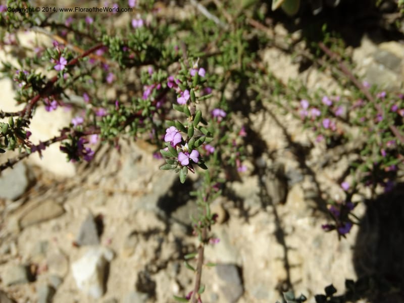 Muraltia satureioides, Davidson, C 12304--South Africa. Western Cape. De Hoop Nature Res. 22 Jan 2014. DSC01681 (73).JPG