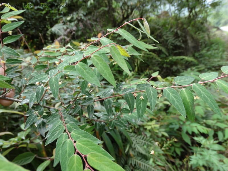 Leptopus chinensis, Boufford, D 43708--China. Sichuan. LongDongZhen on Rd. to LeiYuan Shan. 13 May 2014. DSC05860 (38).JPG