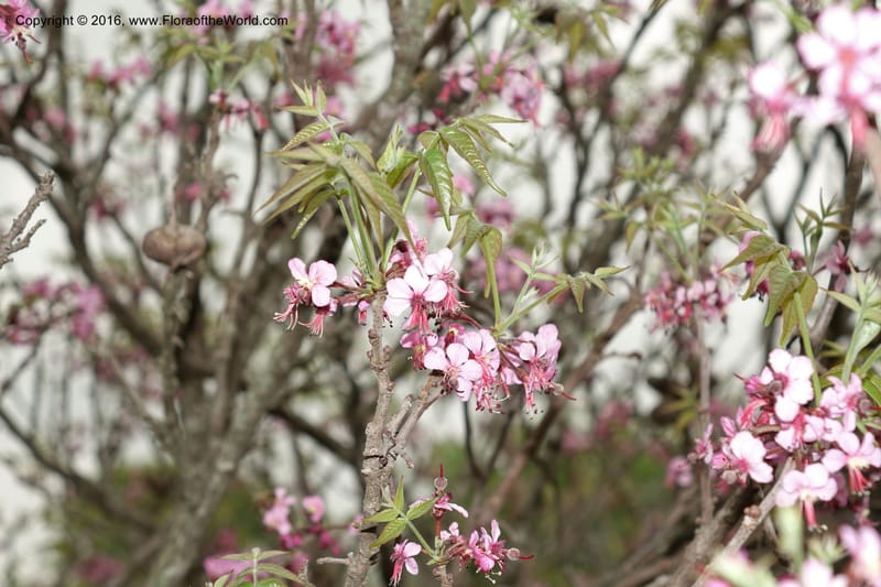 Ungnadia speciosa, Davidson, C 13072--Texas. Galveston. 18 Mar 2016. DSC00038 (41).JPG