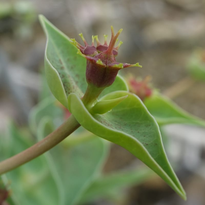 Euphorbia monteiroi, Nanyeni 1187--Namibia. Dry waterfal. 20 Mar 2018. DSC01925 (47).JPG