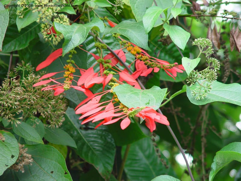 Warszewiczia coccinea--Costa Rica. Limon. La Quinta Inn. 1 Mch 02. 002.jpg
