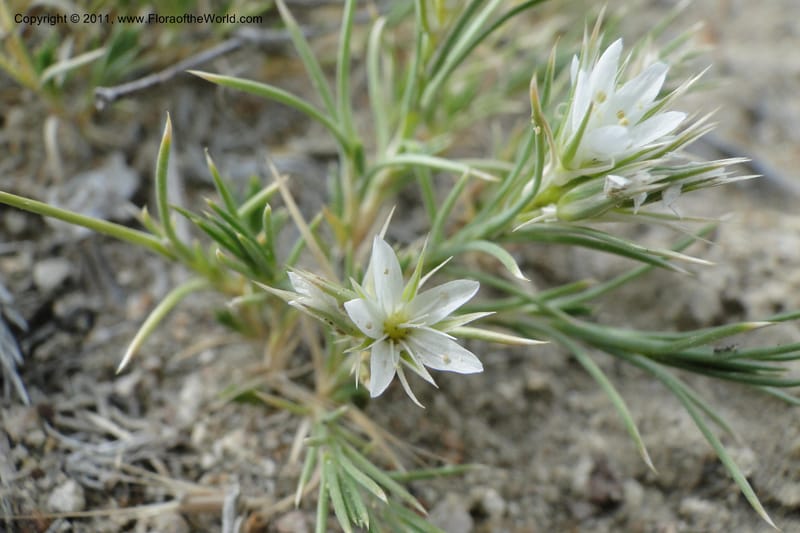 Eremogone franklinii, C. Davidson 11845--Idaho. Owyhee Co. 30 June 2011. 074 (84).jpg