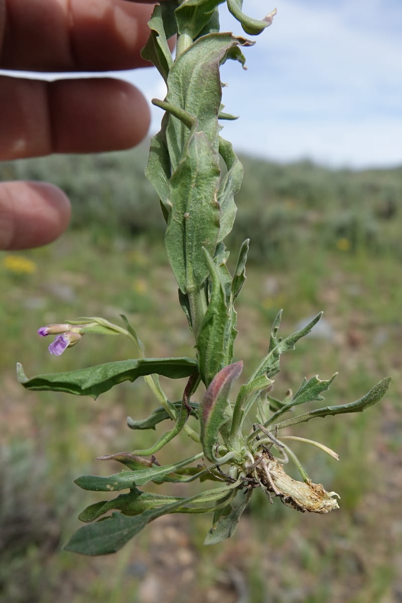 Boechera holboellii var. retrofracta, C. Davidson 13554--ID. Blaine Co. Rock Creek Preserve. TNC. 13 May 2017. DSC00171 (295).JPG