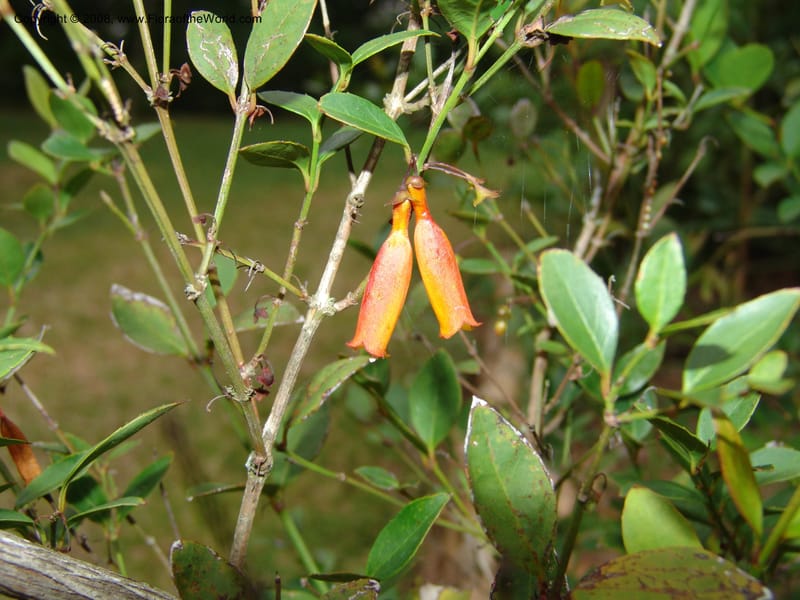 Halleria elliptica, W195--So. Africa. Mpumalanga. Karino, Whyte Thorne Garden. 14 Mch 05. 010.jpg