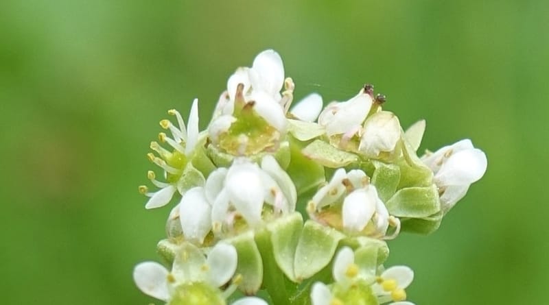 Micranthes oregana, C. Davidson 13615--CA. Modoc Co. Warner Mts. Hwy 299. 7 June 2017. DSC01455 (97).JPG