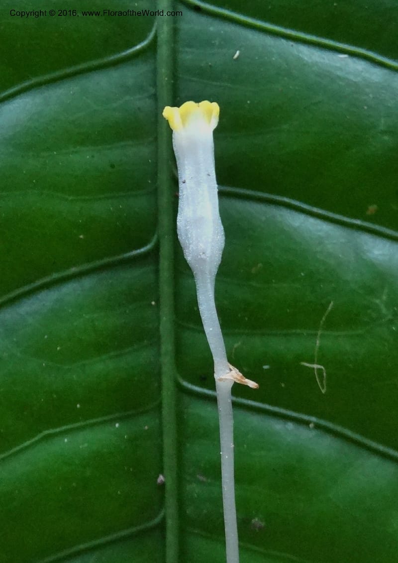 Gymnosiphon, Davidson, C 12890--Sabah. Sapa Paya For. Res. 23 Mar 2015. DSC00001 (184).JPG
