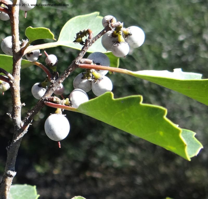 Azara, WDS 34102--Chile. Rd to El Abanico. Pte. Polcura odom 16.6. 17 Feb 2013. DSC01401 (206).JPG