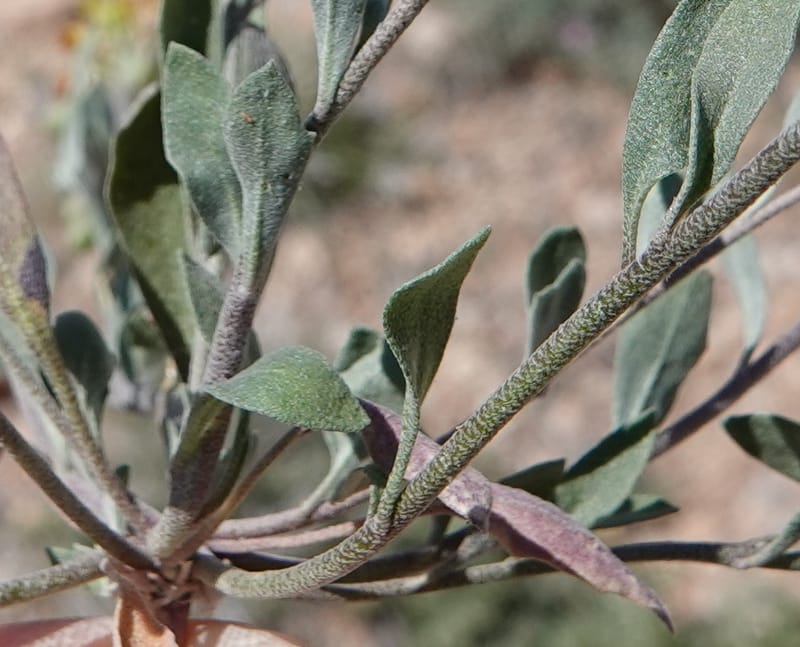 Lesquerella gordonii, C. Davidson 13997--AZ. Cochise Co. Geronimo Trail Rd. 10 Apr 2019. DSC07357 (89).JPG