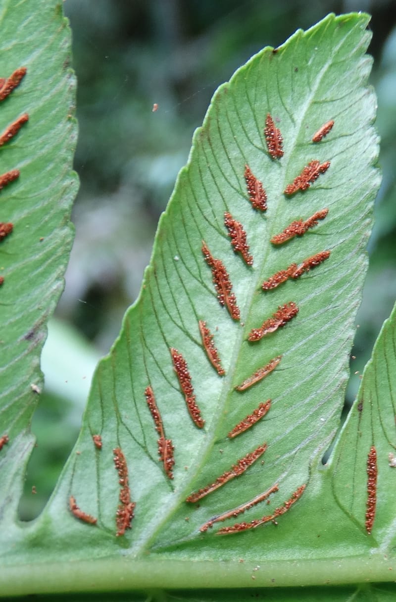 Diplaziopsis javanica, Munzinger, J 7402--New Caledonia. Haute Robinson. 11 Nov. 2015. DSC00909 (317).JPG
