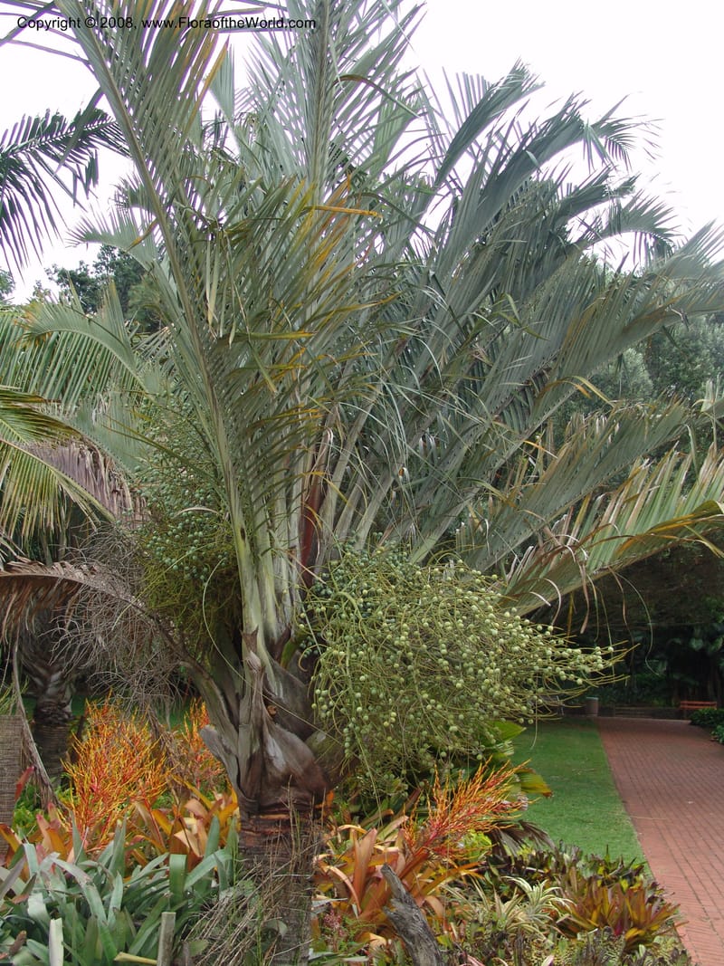 Dypsis decaryi--So. Africa. Durban Bot. Garden. 14 Mch 05. 020.jpg