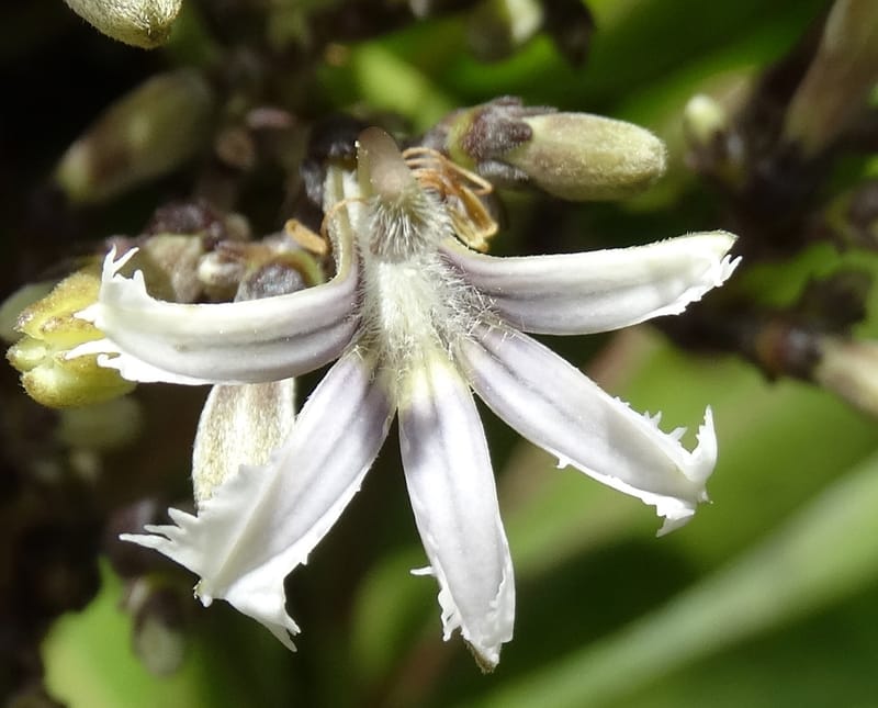 Scaevola floribunda, Lowry, P 7328--Fiji. Delaikoro Mtn. 3 Nov 2015. DSC08393 (174).JPG