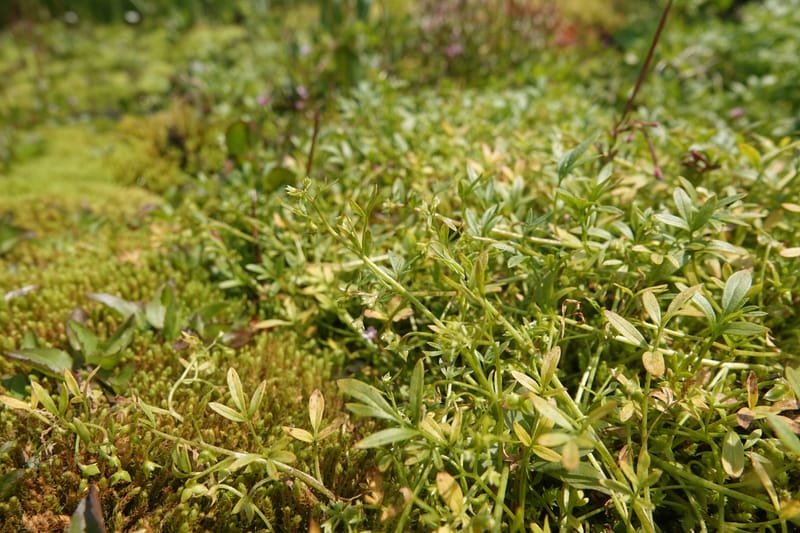 Floerkea proserpinacoides, Davidson 14199--OR. Harney Co. Steens Mtn. July 2021. DSC09986 (498).JPG