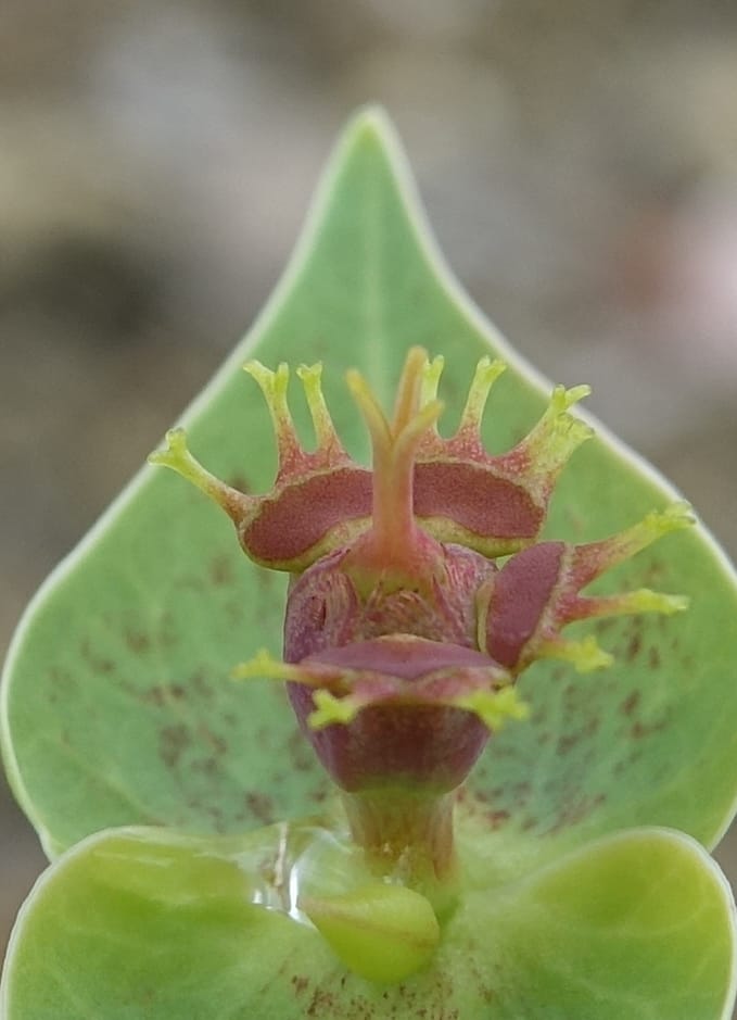 Euphorbia monteiroi, Nanyeni 1187--Namibia. Dry waterfal. 20 Mar 2018. DSC01925 (46).JPG