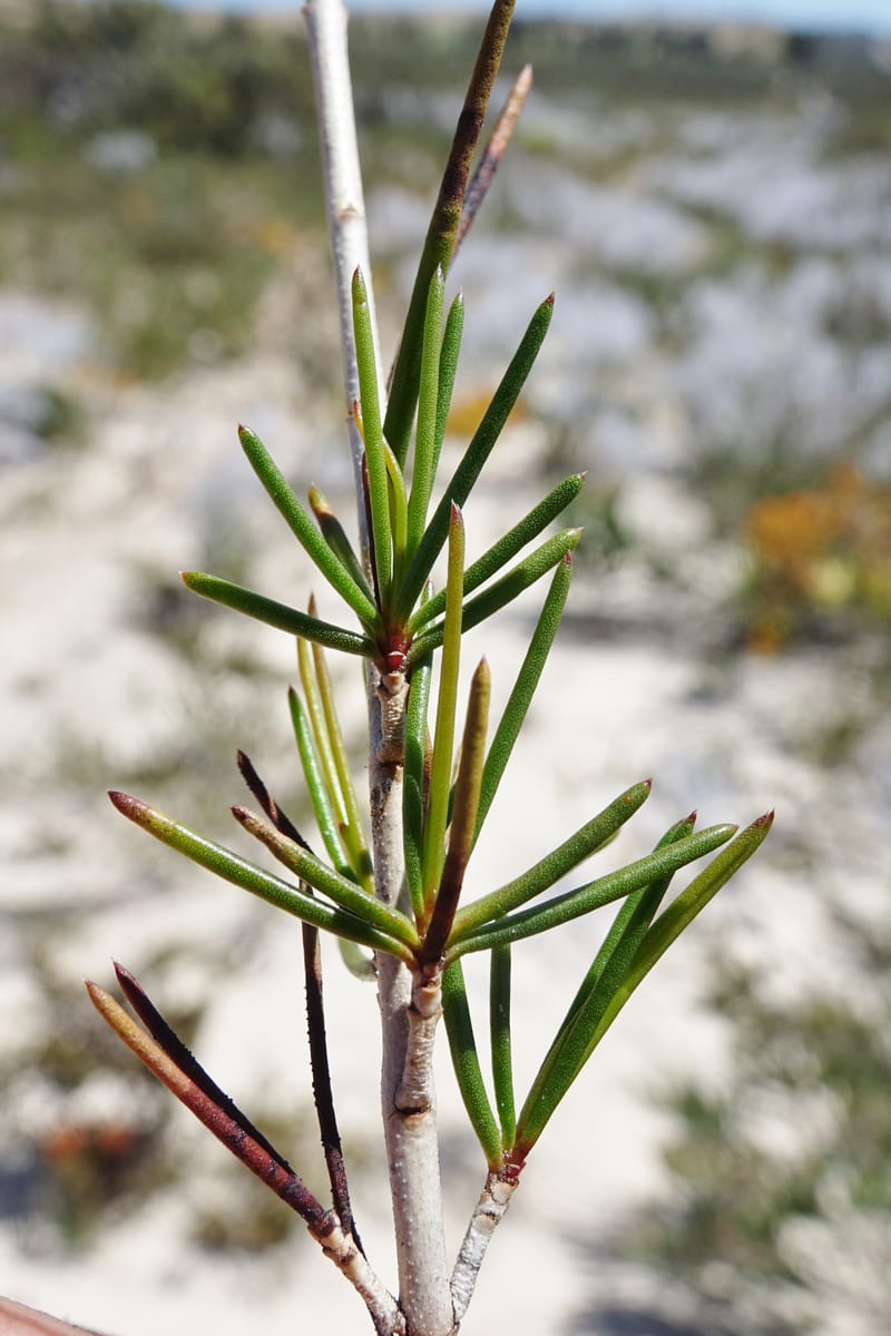 Verticordia nobilis, Davidson, C 13427--Australia. W.A. Green Head-Coorow Rd. Stop 2. 24 Oct 2016. DSC04873 (122).JPG